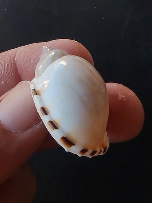 Lote 164 c - concha -cassis vibex bonnet shell