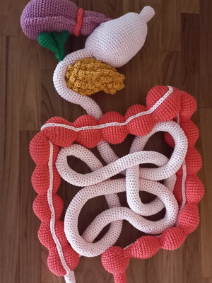 Sistema digestivo amigurumi
