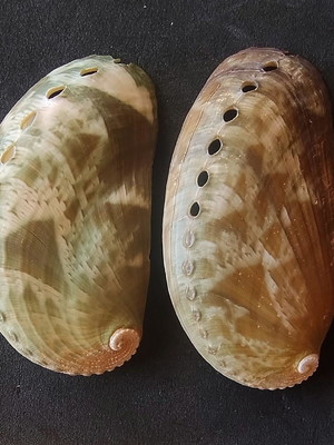 Lote 186 - concha abalone (haliotis verdes)