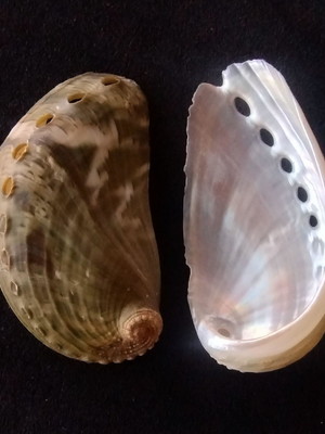 Lote 186 d - concha abalone (haliotis verdes)