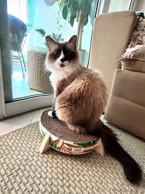 Arranhador de papelão - arranhador para gato