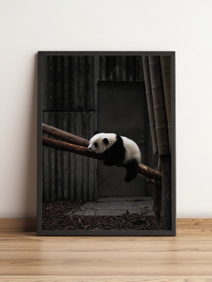 Quadro panda relaxando em galho 1437