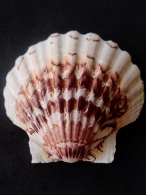 Lote 118 - concha shell - mesclada