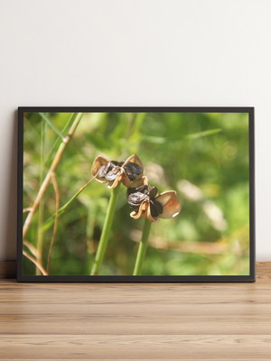 Quadro com sementes em destaque na natureza verde 1138