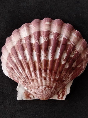 Lote 118 a - concha shell - mesclada