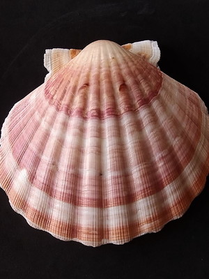 Lote 118 b - concha shell - mesclada