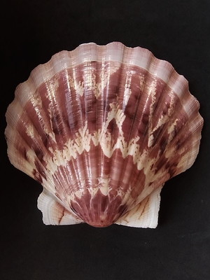 Lote 118 c - concha shell - mesclada