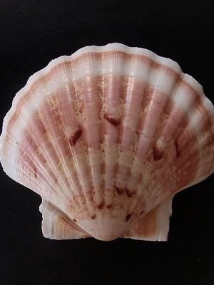 Lote 118 d - concha shell - mesclada
