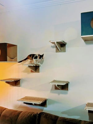 Playground para gatos, playground de parede para gatos.
