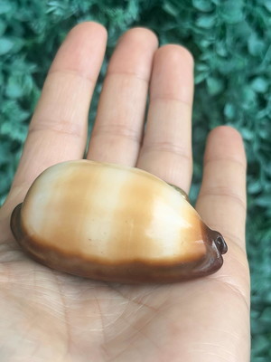 Cypraea talpa 02
