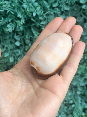 Cypraea talpa 03