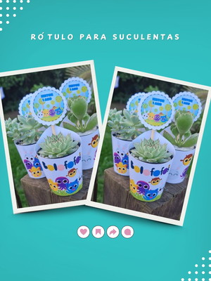 Rótulo suculentas pote 6