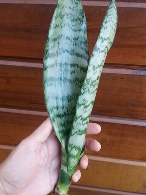 07 mudas de espada de são jorge