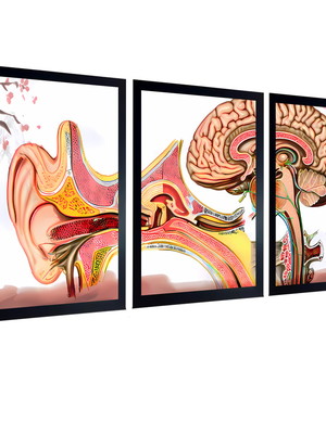 Quadros fonoaudiologia consultório ouvido anatomia