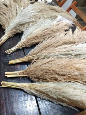 Buques capim dos pampas decoração festas e casamentos