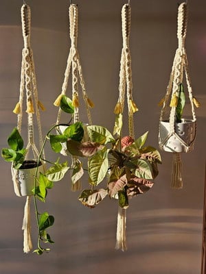 Conjunto de suportes de plantas colorido