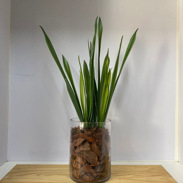 Arranjo com folha de orquídea