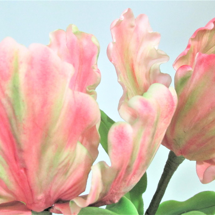 Imagem 2 - Tulipas Crespas com Folhas