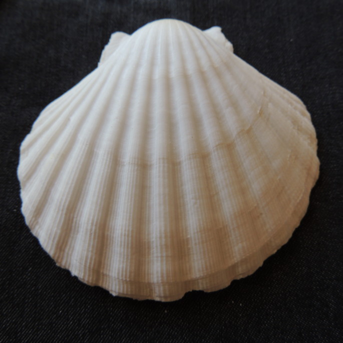 Imagem 2 - Lote 112 - Concha Shell