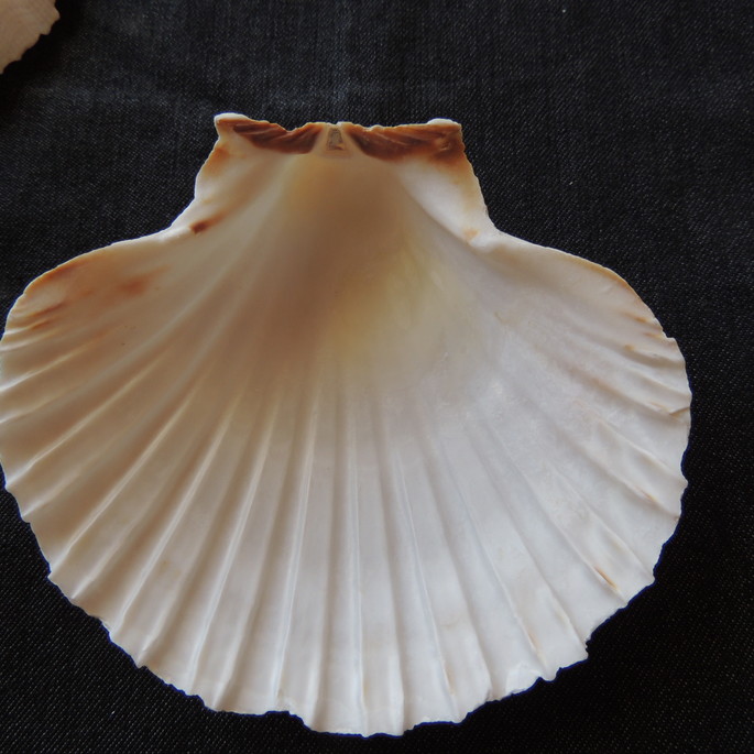 Imagem 3 - Lote 112 - Concha Shell