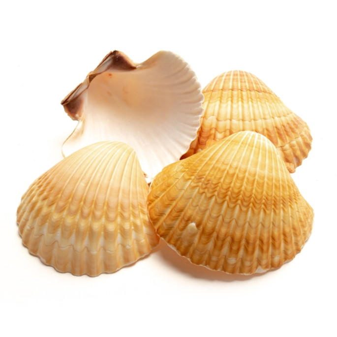 Imagem 1 - Concha Shell Curvada