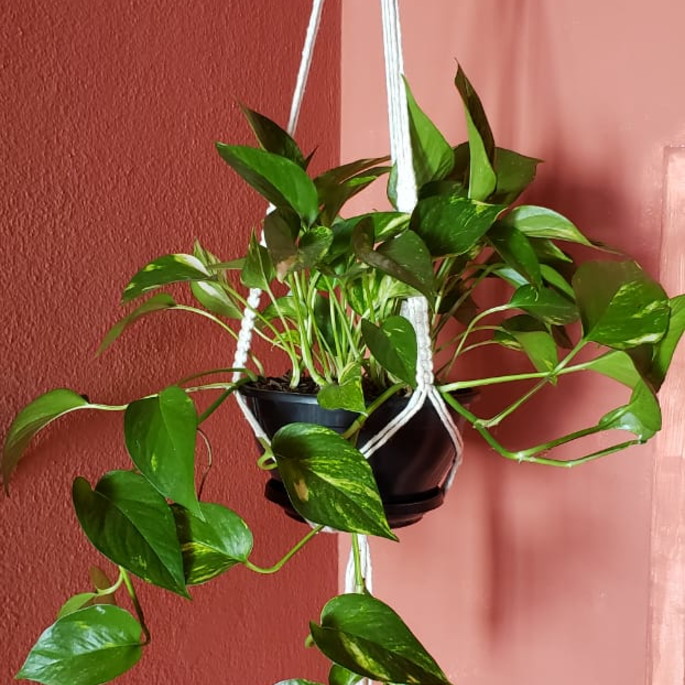 Imagem 2 - Kit 2 Hangers Basic Macramê