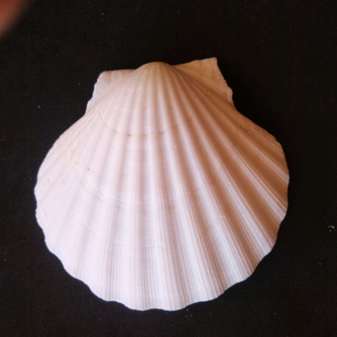 Imagem 5 - Lote 112 - Concha Shell