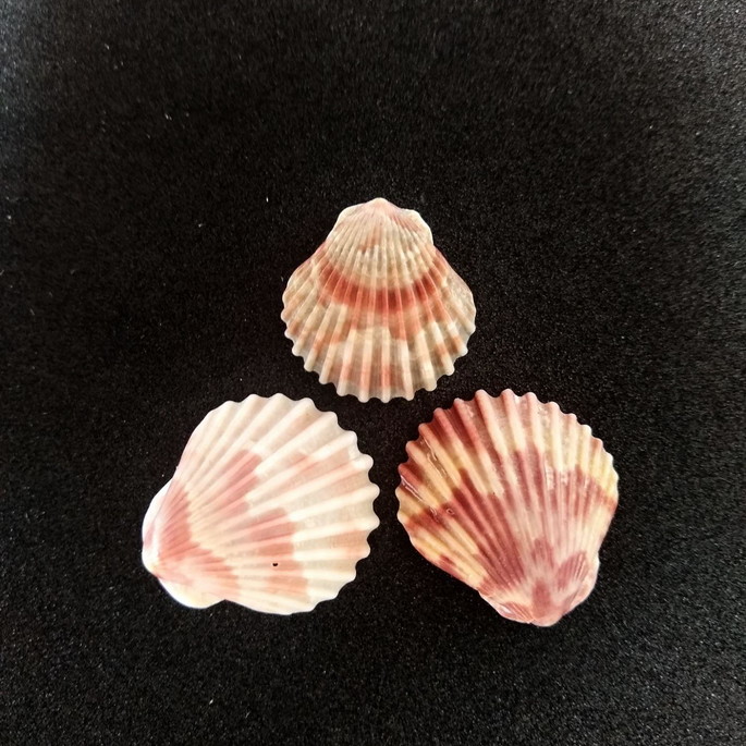 Imagem 1 - Lote 253 C - Concha SHELL (Pequena)