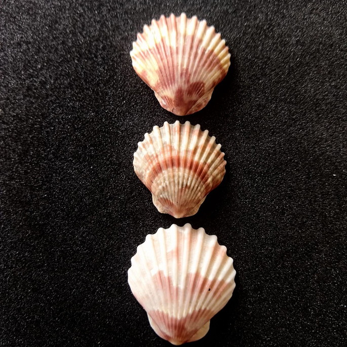 Imagem 2 - Lote 253 c - Concha Shell (pequena)