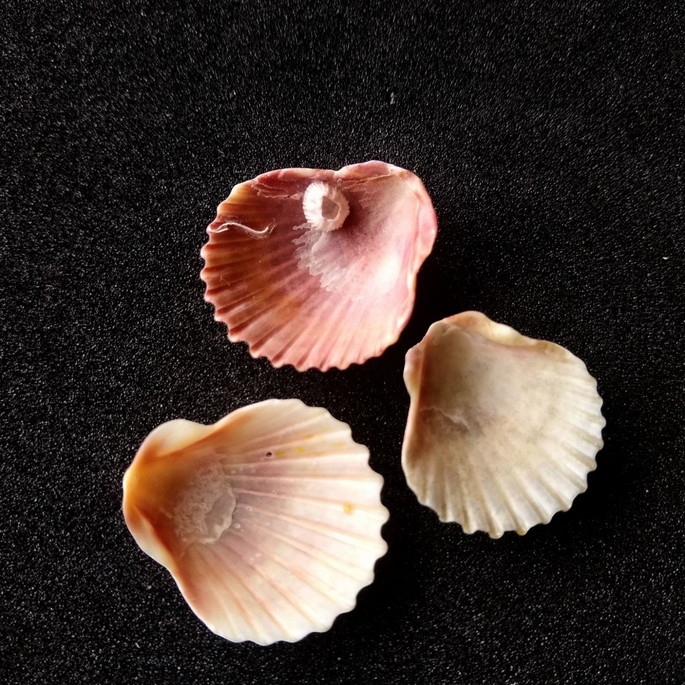 Imagem 3 - Lote 253 C - Concha SHELL (Pequena)