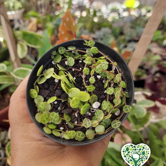 Imagem 1 - Peperomia Prostata (colar de Tartarugas) - Pote 9-kit com 2