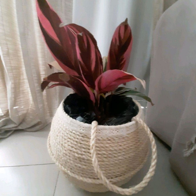 Imagem 2 - Cesto Decorativo Cachepô de Sisal