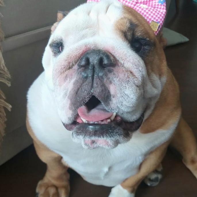 Imagem 4 - Laço Tiara para Pet com Elástico Regulável Corações