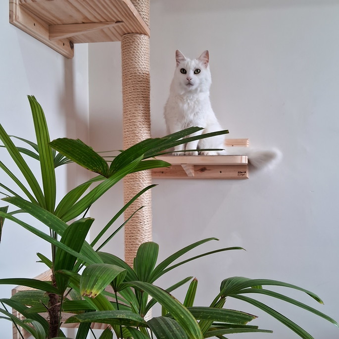 Imagem 3 - Arranhador p/ Gato-escalador-parede Plataforma Madeira
