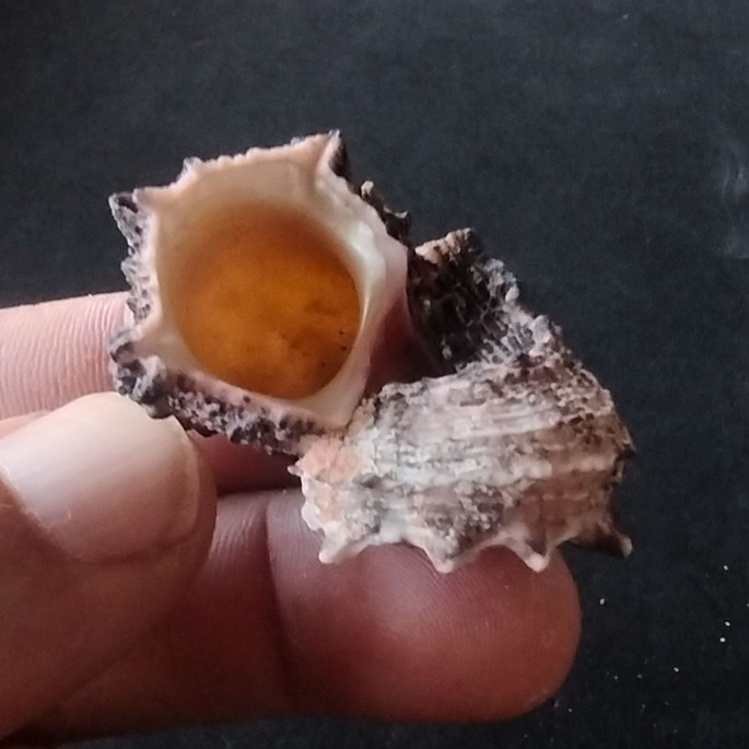 Imagem 3 - Lote 161 a - Concha - Angaria Shell (delphinus)