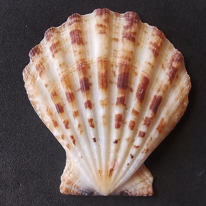 Imagem 1 - Lote 206 a - Concha Scalop Shell