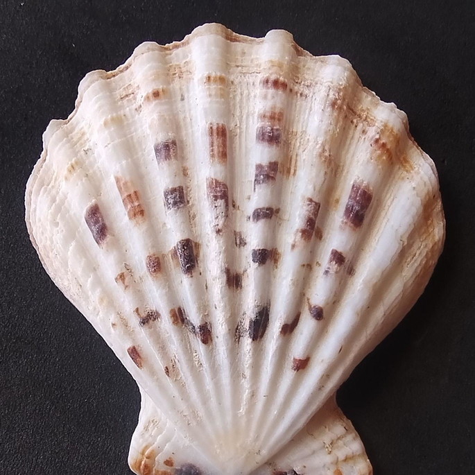 Imagem 2 - Lote 206 a - Concha Scalop Shell