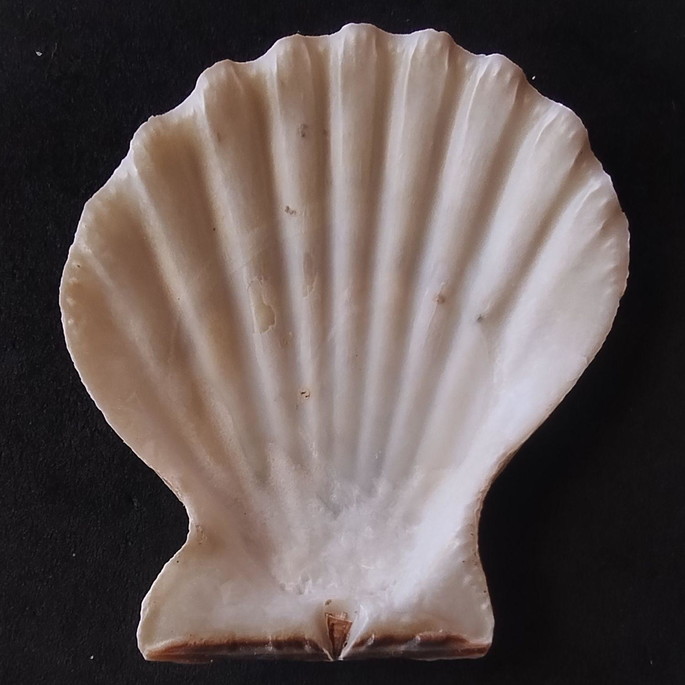Imagem 3 - Lote 206 a - Concha Scalop Shell