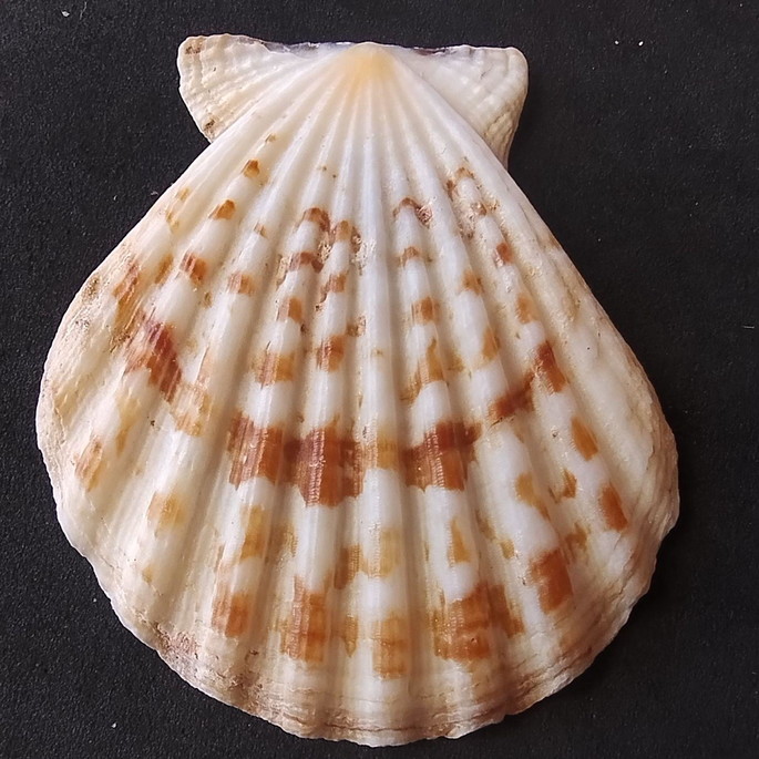 Imagem 4 - Lote 206 a - Concha Scalop Shell