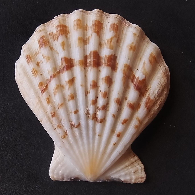 Imagem 5 - Lote 206 a - Concha Scalop Shell