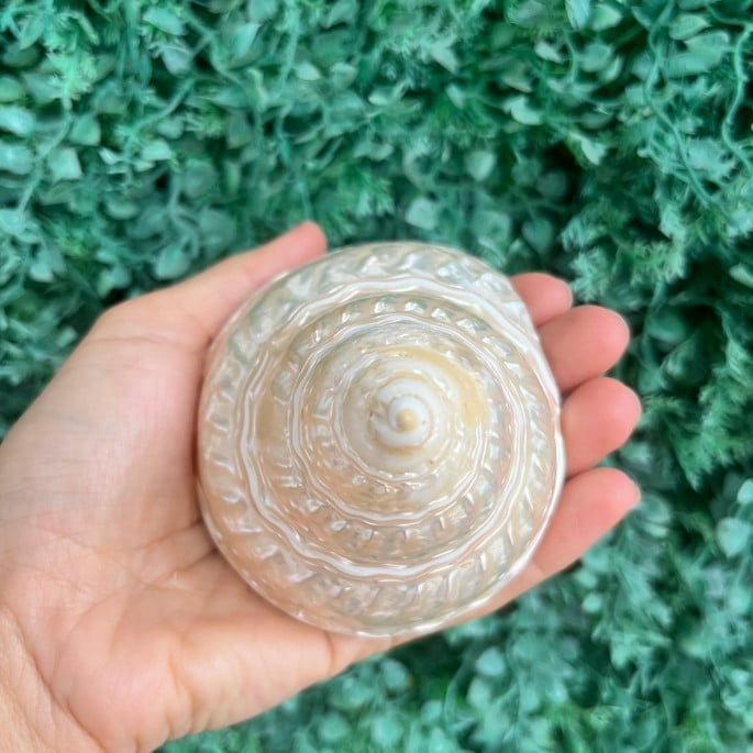 Imagem 3 - Concha do Mar Astrea Cod 059