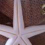 Imagem 3 - ESTRELA DO MAR - Enfeite