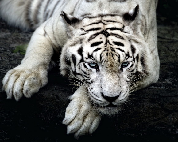 Painel Adesivo Tigre Branco Siberiano