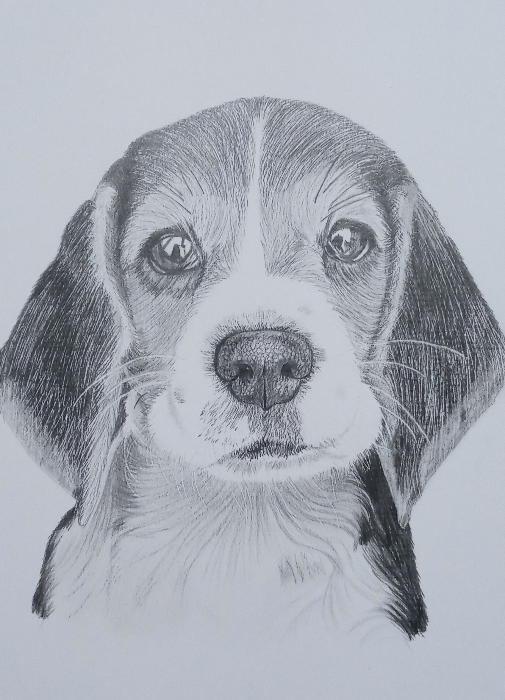 Quadro Decorativo Realista De Pets Tamanho A4 No Elo7 Cintia Santana Ilustracoes 16bf7dd