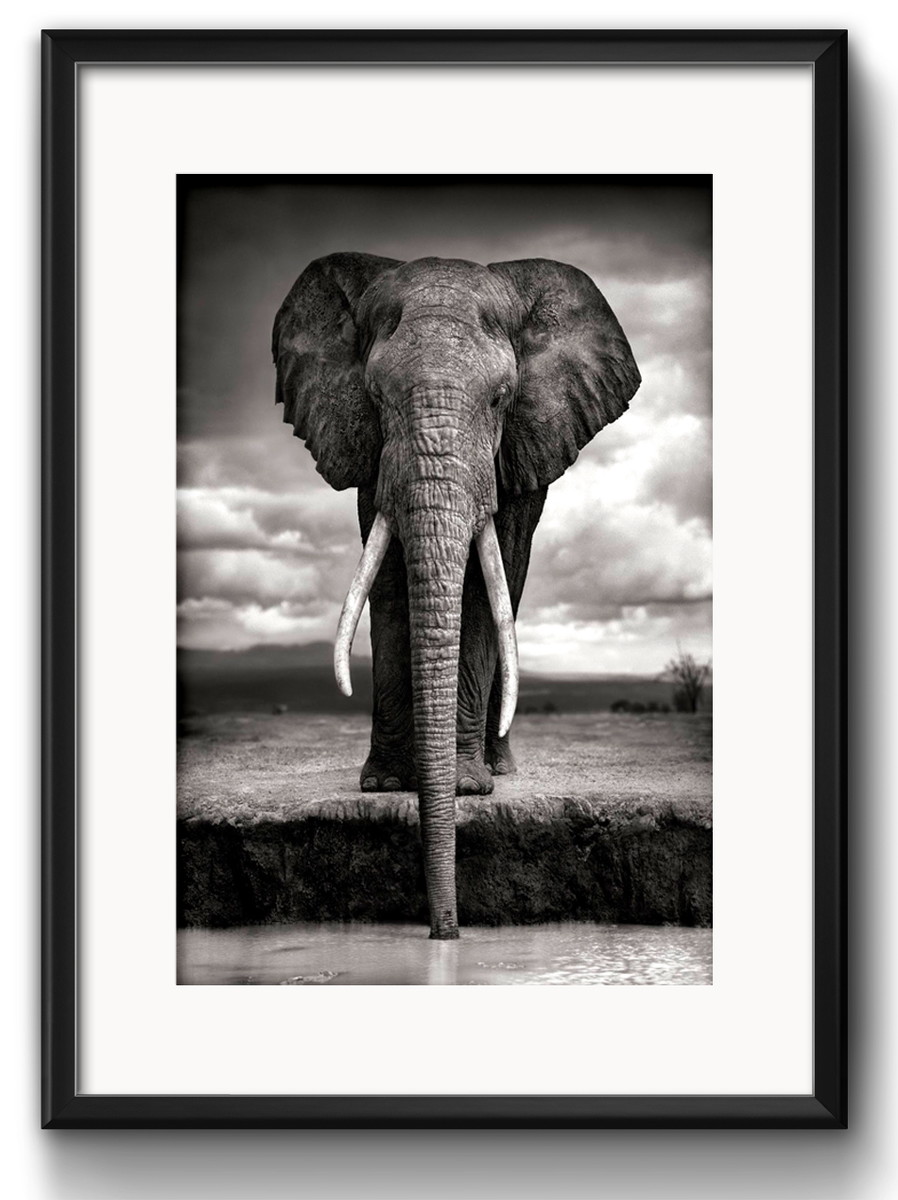 quadro elefante preto branco decoração com paspatur no elo7 red