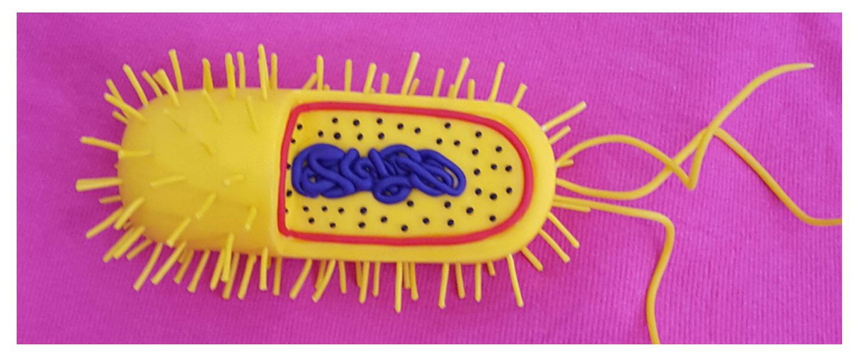 Tudo sobre biologia Tudo sobre biologia