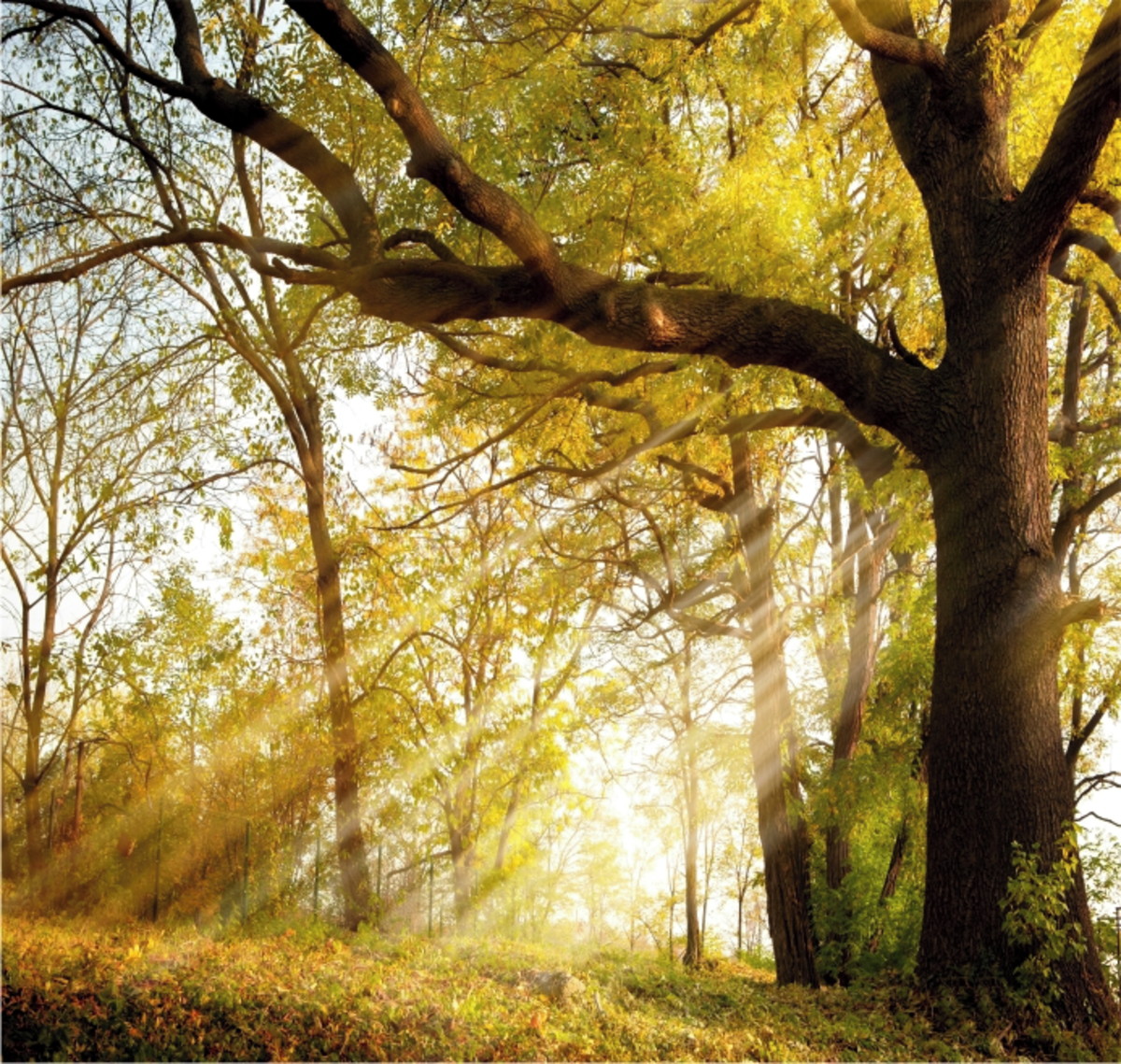 Adesivo Paisagem Árvore Natureza Papel Parede Floresta Gg236 no Elo7