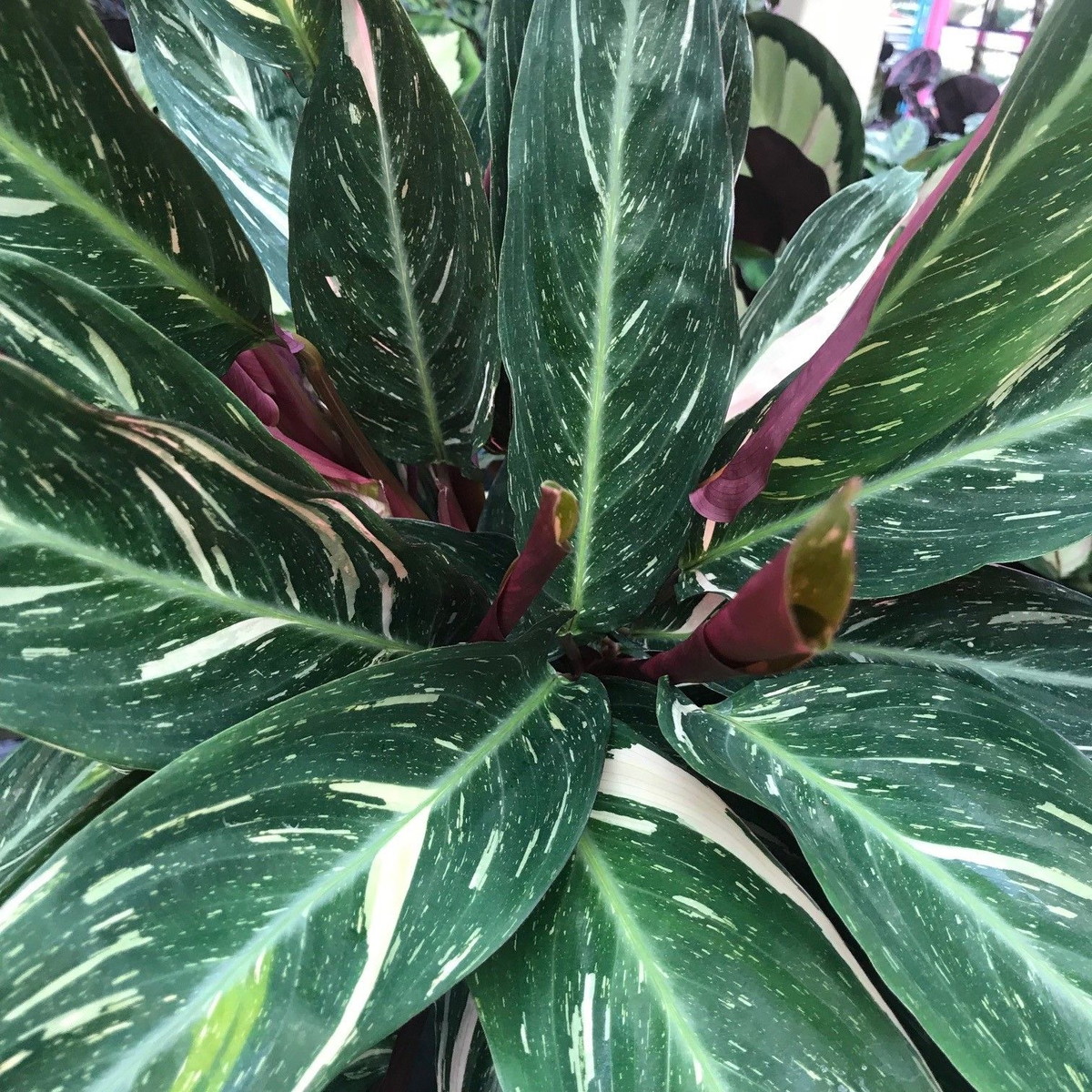 Muda Maranta  Calathea  Magicstar 25 35 Cm Vaso Simples 