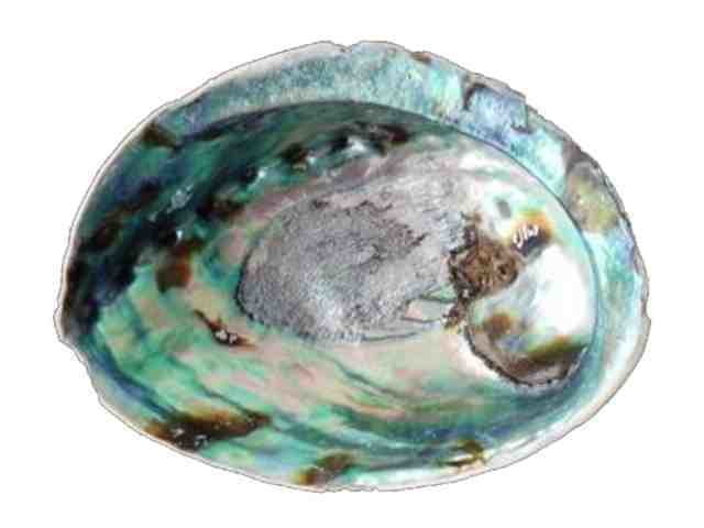 abalone concha artesanato joias