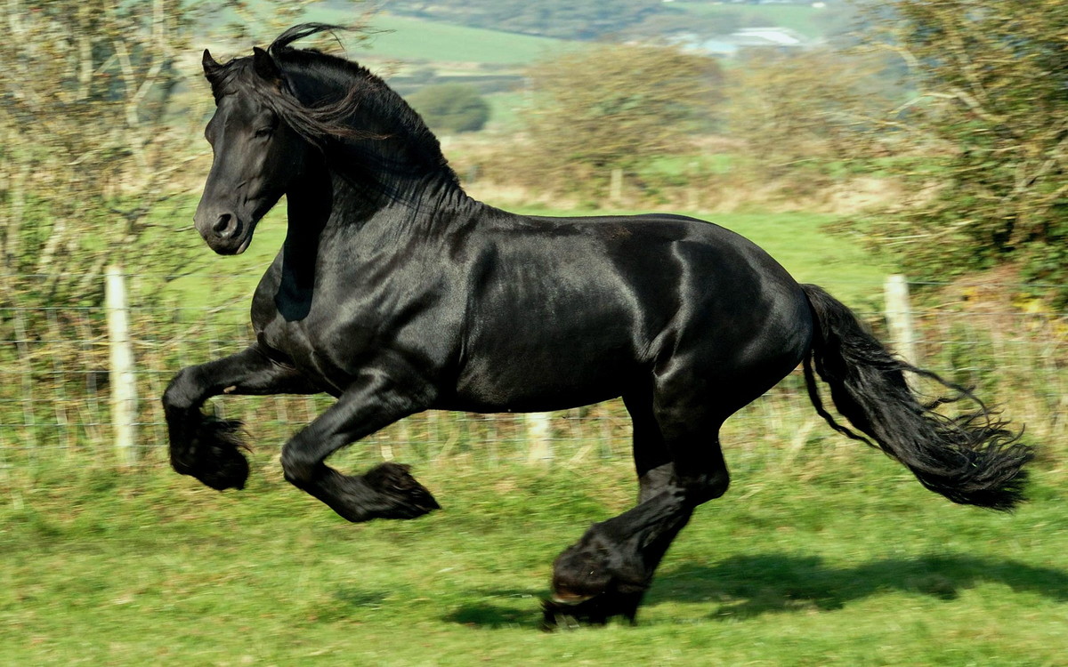Cavalo Negro Adesivos Painel No Elo7 Adesivos E Decora Es Aum Cavalo Negro Adesivos Painel No Elo7 Adesivos E Decora Es Aum